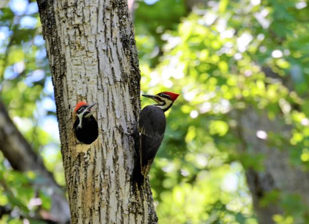 istock Baby Pileated Woodpecker 1321024800