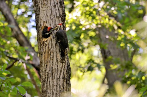 istock Baby Pileated Woodpecker 1321024806