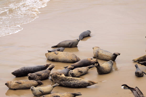 istock Seals at Carpinteria Seal Sanctuary 1321025004