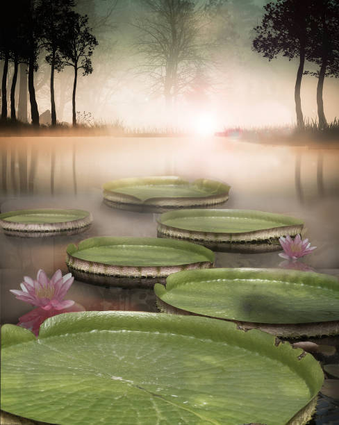 istock surrealistic nenuphar stages in a dream 1321025026