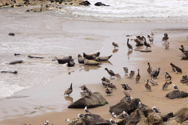istock Seals at Carpinteria Seal Sanctuary 1321025828
