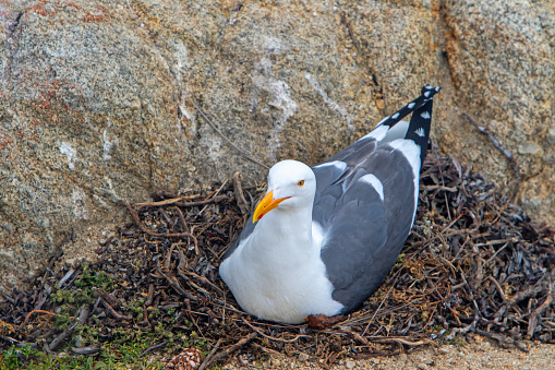 Western gull sitting on the nest, Carmel CA