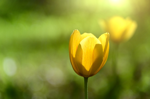 Yellow tulips in the glare of the evening sun on a green forest background