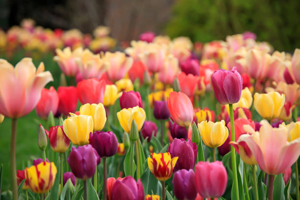 istock Colorful tulips in a flower patch in a garden in the spring 1321027232