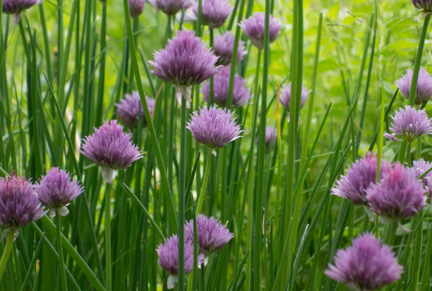 istock Chives, a herb used in cooking 1321027935