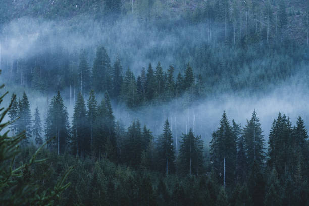 istock Foggy Rainforest Vancouver Island 1321027958