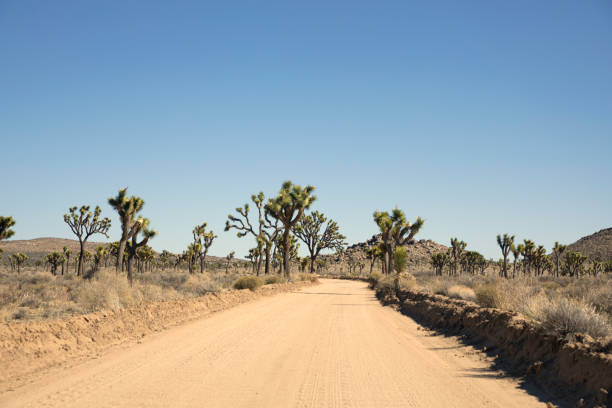 istock Empty road in Joshua Tree National Park, California 1321029803