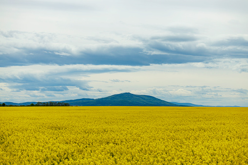 beautiful landscape with canola field under a cloudy sky