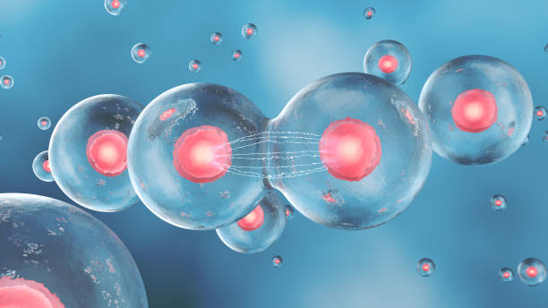 istock Cell division in the human body 1321031149