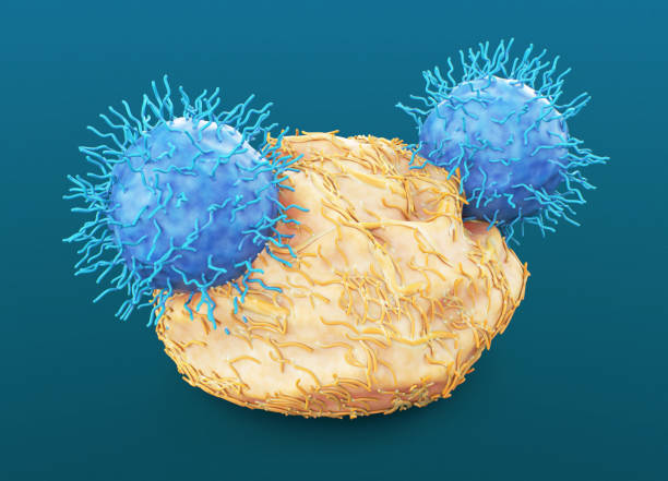 CAR T-Cell Immunotherapy CAR T-Cell Immunotherapy t cell photos stock pictures, royalty-free photos & images