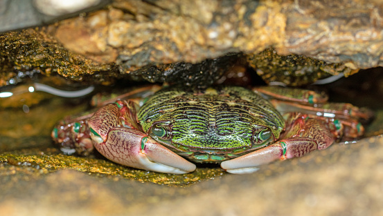 striped shore crab tucked into a rock