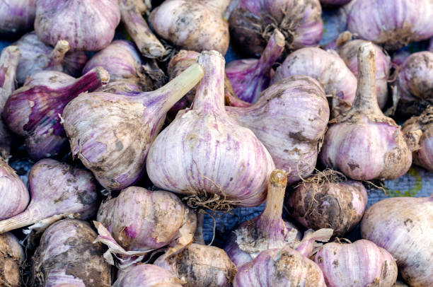 istock Freshly harvested garlic from the garden 1321032819