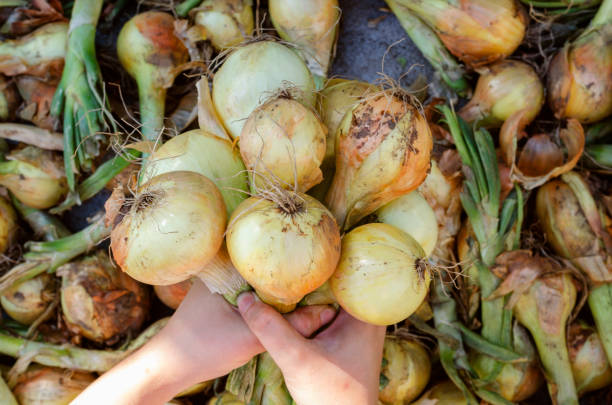 istock Freshly harvested onions from the garden 1321032849