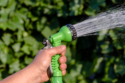 Watering or irrigating plants with a hose through a water spray nozzle in the hand of a person.