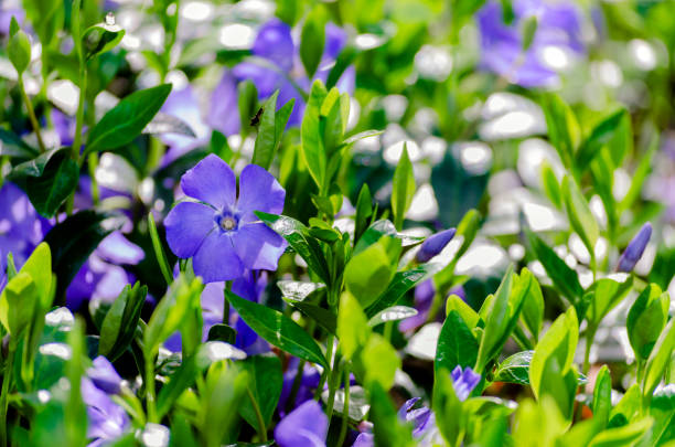 一般的なペリウィンクル、澄んだ青い花 - catharanthus ストックフォトと画像