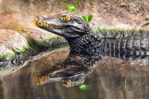 istock caiman waiting in the water for prey 1321034258