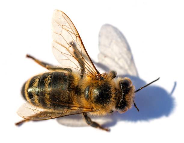 istock bee or honeybee Apis Mellifera isolated on white 1321035093