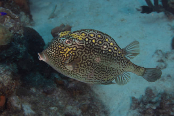 Diodon holocanthus - Freckled porcupinefish,  Puffer fish - Balloonfish and  Coral, Underwater photo tropical sea,  Table coral, Finger coral, fire coral,  Red sea  Sea life  Coral garden reef Beauty in nature   bluespotted stingray at background under coral