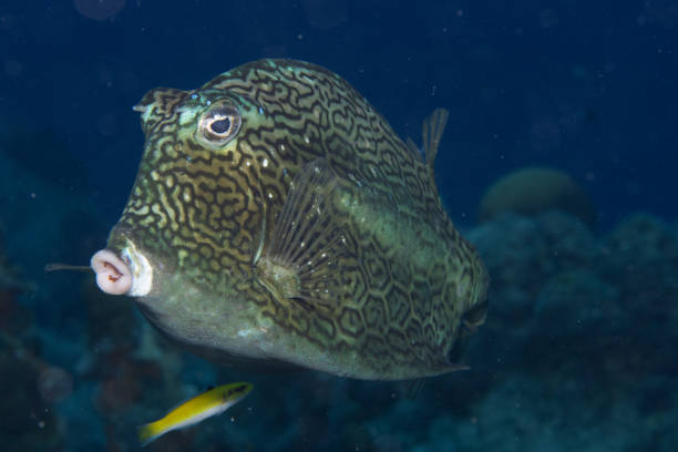 istock Honeycomb Cowfish on Caribbean Coral Reef 1321035688