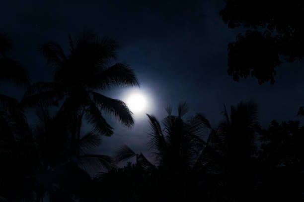 Silhouettes of palm trees on the background of a bright moon in the sky Silhouettes of palm trees on the background of a bright moon in the sky. High quality photo fantasy moonlight beach stock pictures, royalty-free photos & images