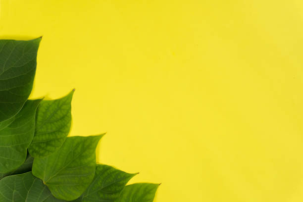 istock Green leaves on bright yellow background. Minimal summer concept 1321038261