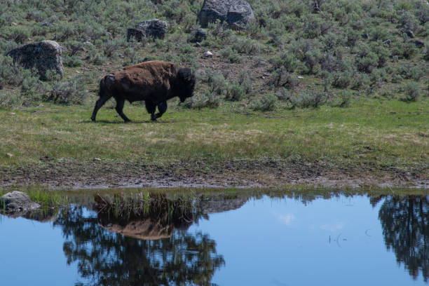 istock Buffalo (bison) walking beside small pond and reflection 1321038553