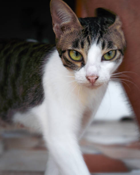 istock The cat rubs its head against the owner's leg 1321039147