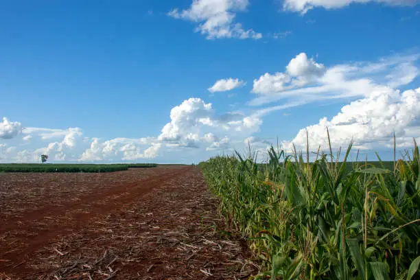 corn plantation on a farm in the city of Dourados in the state of Mato Grosso do Sul, Brazil