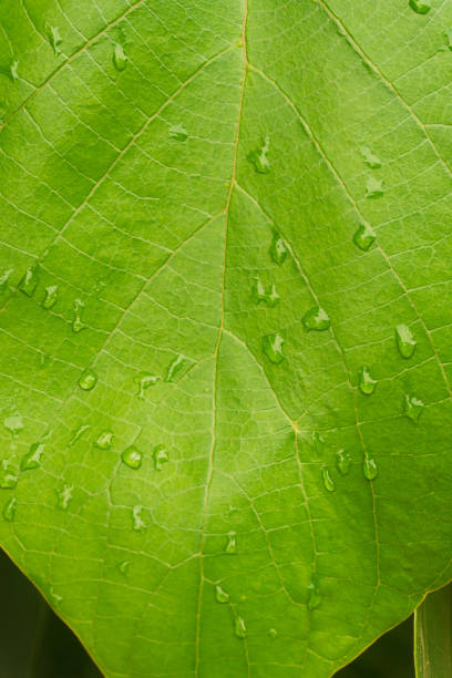 istock green leaf with water drops, nature background 1321039848