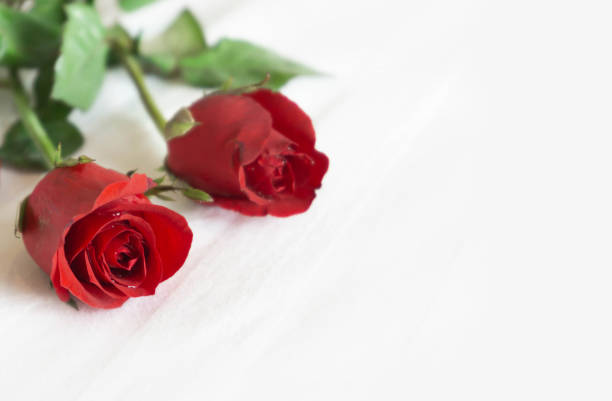 istock Closeup red rose on white bed background, love and romantic feeling concept 1321040847