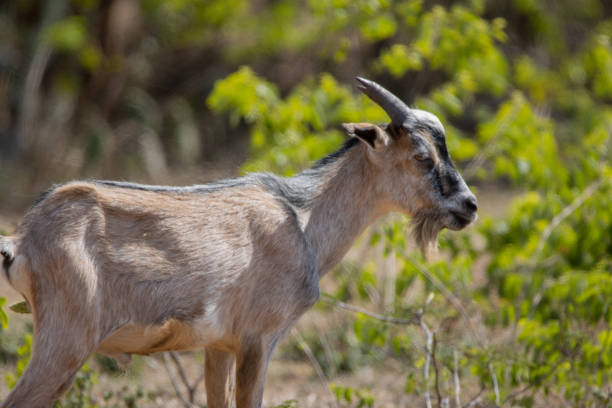 istock Wild Goat on Caribbean Island 1321041517