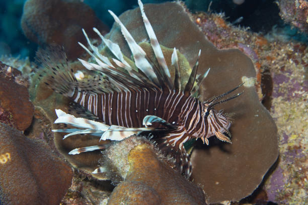 istock Lionfish on Caribbean Coral Reef 1321041554