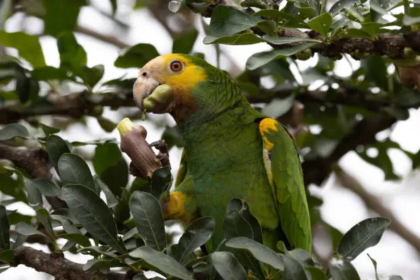 Photo of Yellow-Shouldered Amazon Parrot on Caribbean Island