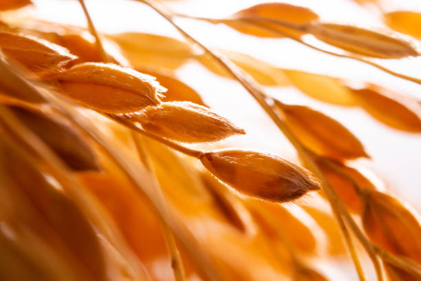 Ears of rice