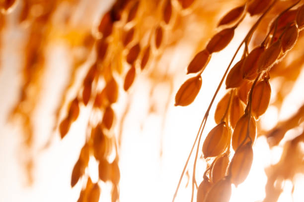 istock Ears of rice 1321042598