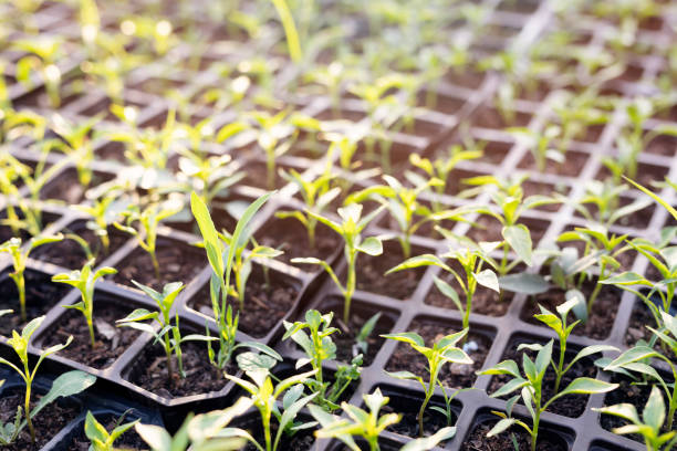 istock Baby Plants in Pots 1321043378