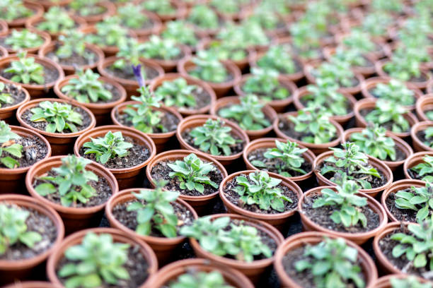 istock Baby Plants in Pots 1321043385