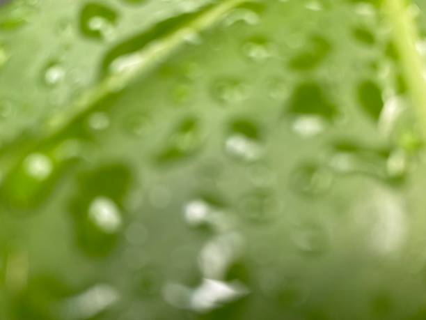 istock Closeup water drop on the green leaf 1321043842