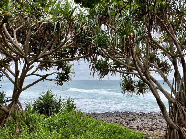 istock Pandanus Landscape - Lennox Head 1321044712