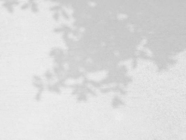 istock Natural leaves shadow overlay on cement background 1321045331