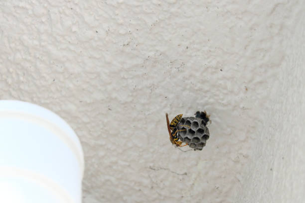 Beehive secretly made in the attic