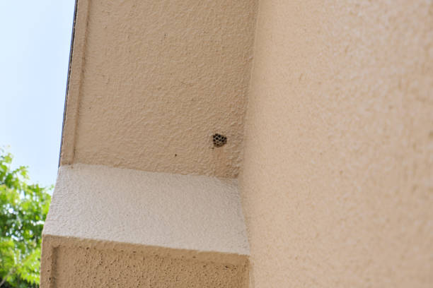 istock Paper wasp nest in the attic 1321045480