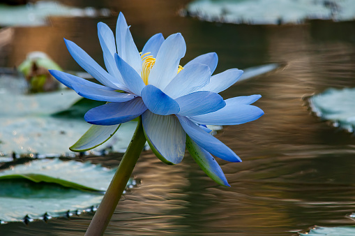 Waterlilies growing in a pond