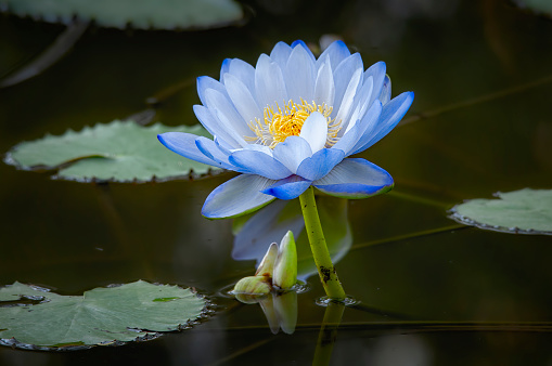 Waterlilies growing in a pond