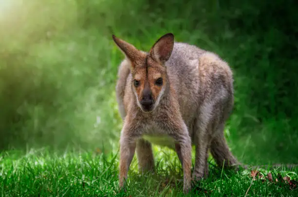 Photo of Swamp Wallaby's (Wallabia bicolor)