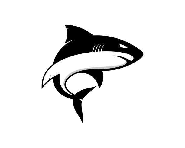 Shark silhouette vector art illustration Shark silhouette vector art illustration aquatic mammal stock illustrations