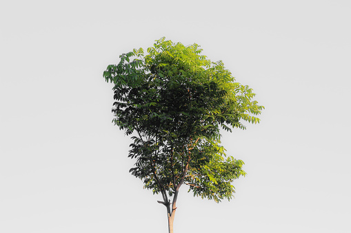 The trees on the mountain with a white background of this tree grow and develop rapidly in mountainous areas
