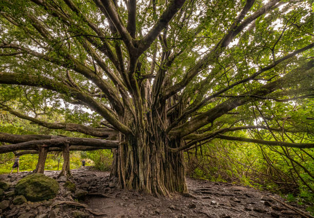 walking under giant banyon tree in bamboo forest on maui - haleakala national park imagens e fotografias de stock