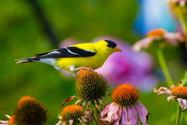 野生の花に餌を与える鳥黄色のフ�ィンチ - ハミルトン郡ind. - finch ストックフォトと画像