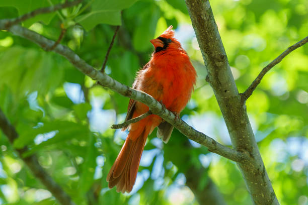 istock Bright red cardinal in front of new spring green leaves 1321051315